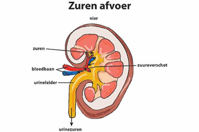 Waarom ontzuren 2 waarom-ontzuren