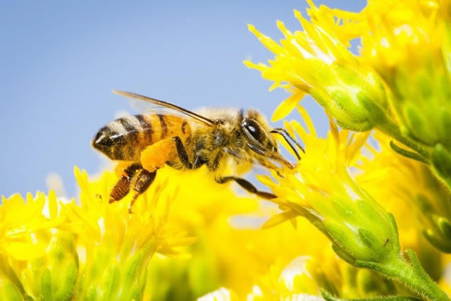 bijenpollen en hooikoorts